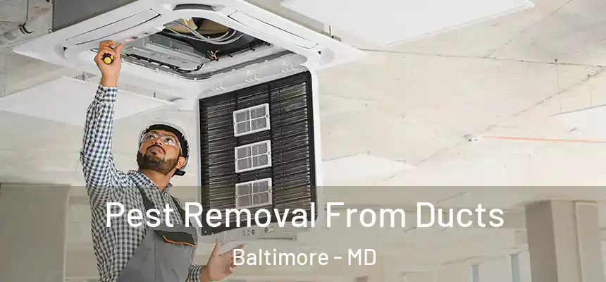 Pest Removal From Ducts Baltimore - MD